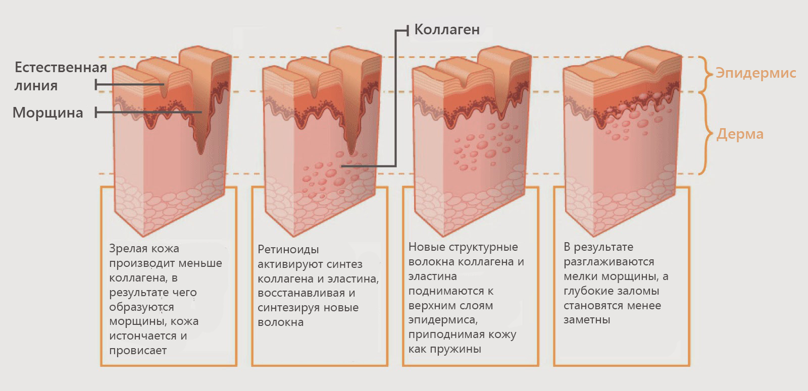 Как ретиноиды стимулируют синтез коллагена и эластина. Обзор ретиноидов в косметике в блоге itdalee.ru